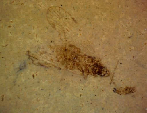 undet. Hemiptera