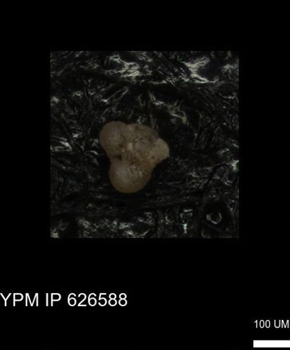 undet. Foraminiferida