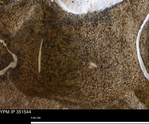 undet. Bivalvia