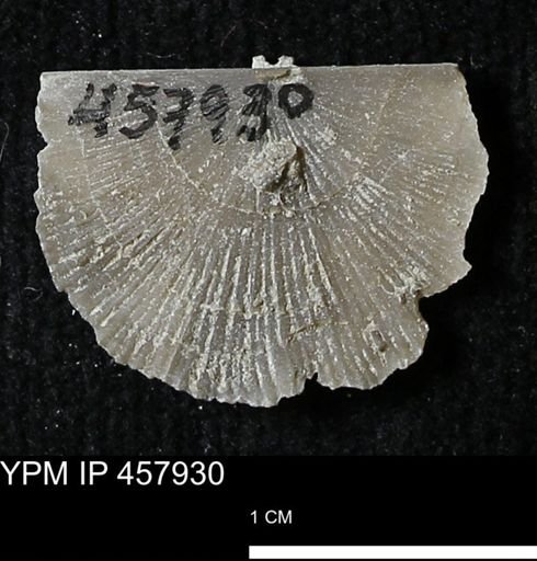 Strophodonta sp.
