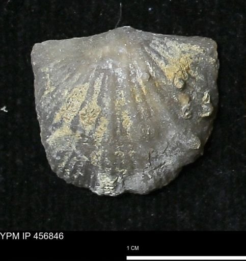 Stropheodonta sp.