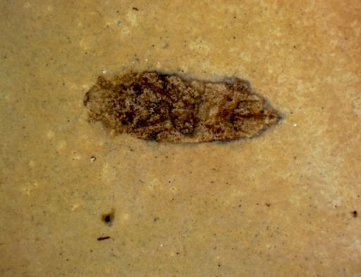 undet. Hexapoda