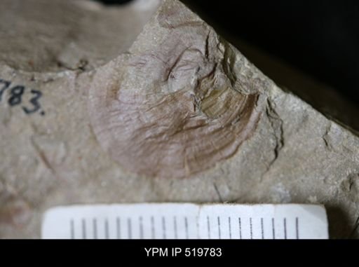 undet. Mollusca