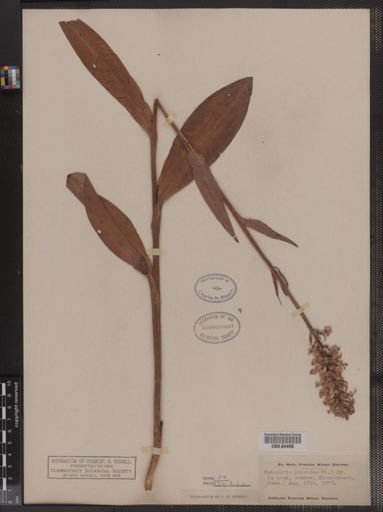 Habenaria psycodes