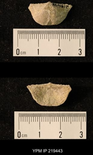 Chonetes granulifer