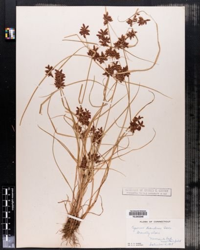 Cyperus diandrus