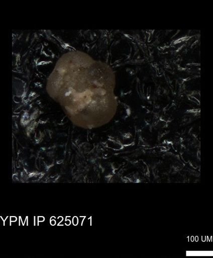 undet. Foraminiferida