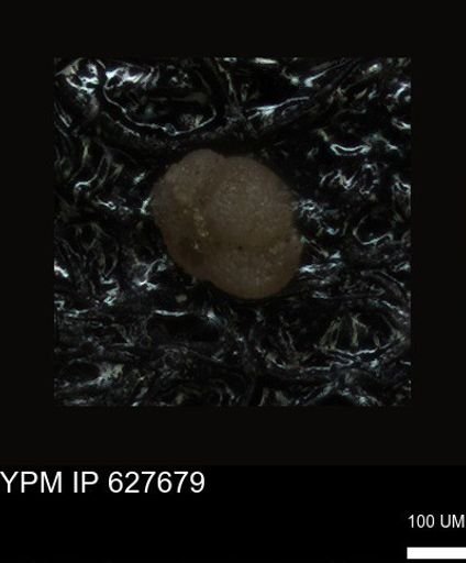 undet. Foraminiferida