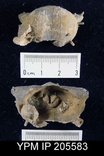 Paucispinifera sp.