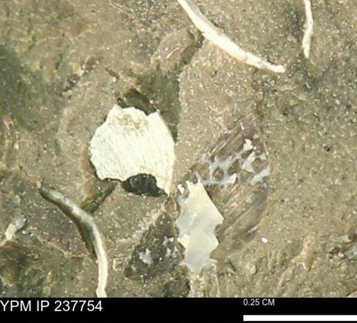 Limopsis striatopunctatus