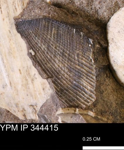 Parallelodon (Cosmetodon) sp.