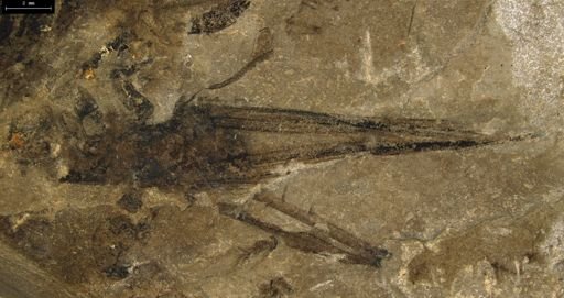 undet. Insecta