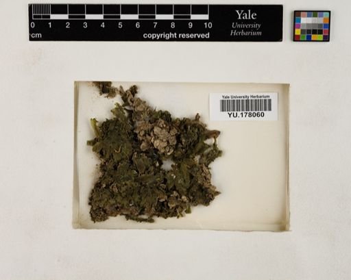 Plantae