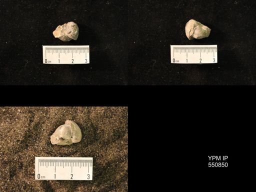 Marginifera wabashensis