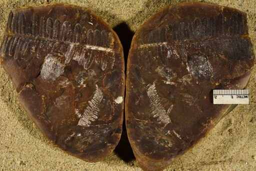 Pecopteris sp.