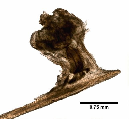 Dasygorgia squamata