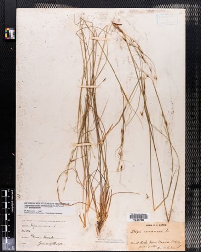 Piptochaetium avenaceum