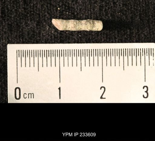 Archaeocidaris sp.