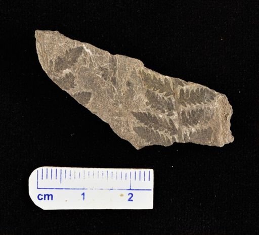 Cladophlebis browniana
