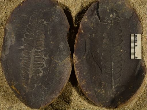 Pecopteris sp.