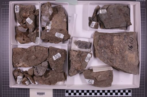 mixed taxa, stratigraphic collection