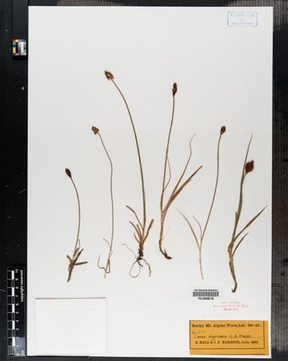 Carex