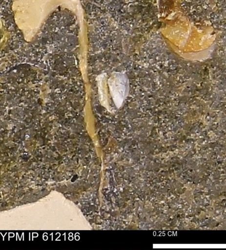undet. Bivalvia