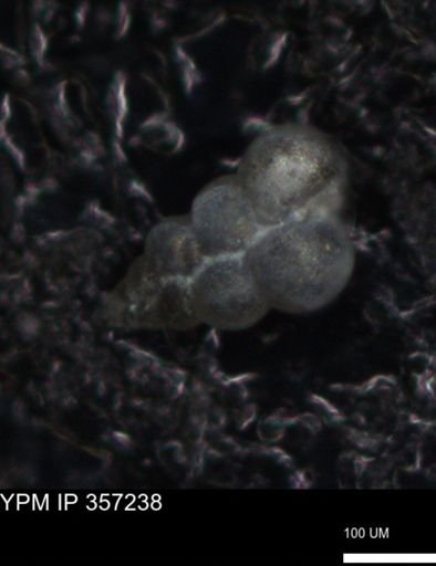 undet. Foraminiferida