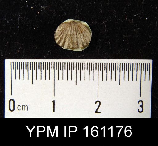 Platystrophia biforata