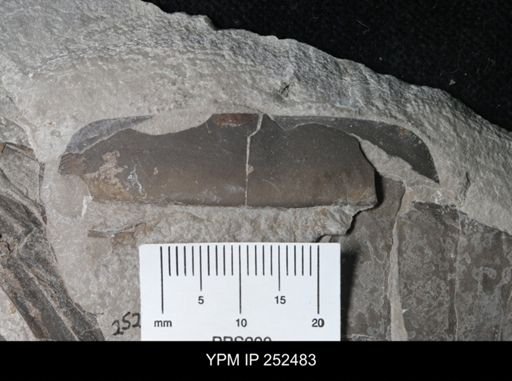 undet. Eurypterida