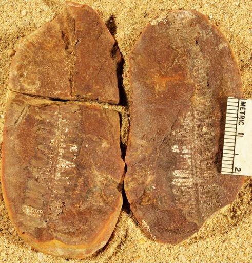 Pecopteris