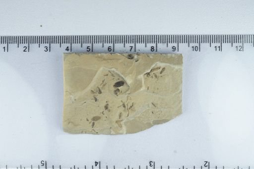 undet. Diptera