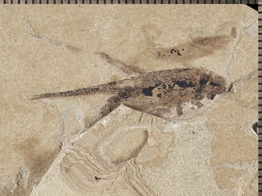 undet. Gryllidae