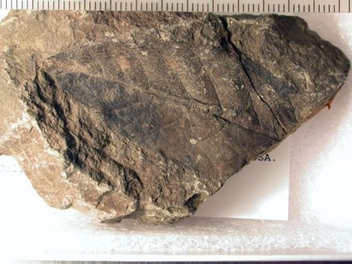Angiospermopsida
