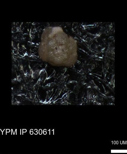 undet. Foraminiferida