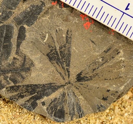 Sphenophyllum sp.