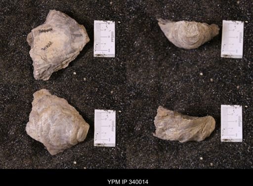 Ostrea glabra wyomingensis