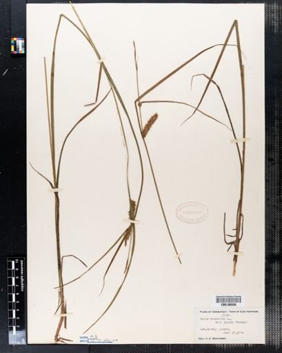 Plantae