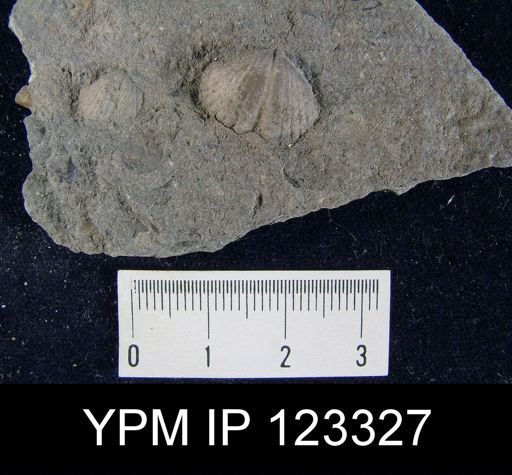 Spirifer concinnus