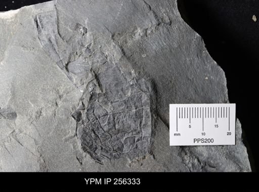 Hughmilleria sp.