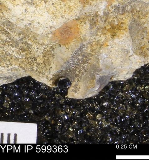 Protocardia subquadrata