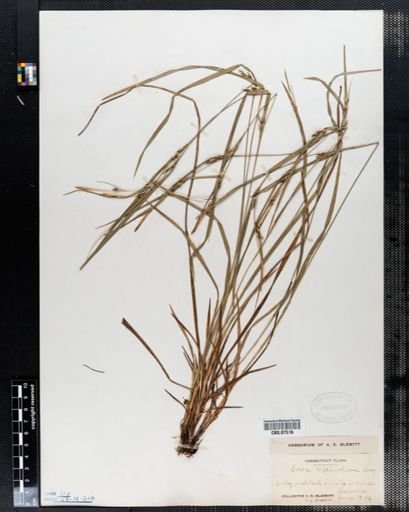Carex hitchcockiana