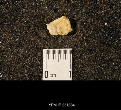 Chonetina flemingi
