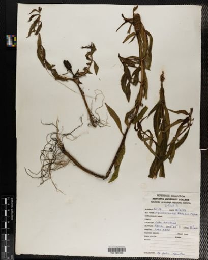 Plantae