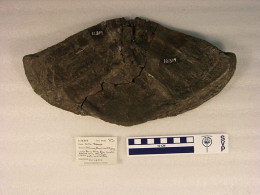 Hutchemys arctochelys