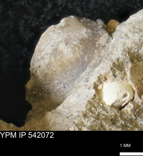 Protocardia?