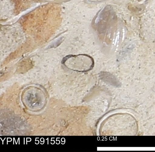 Serpulidae
