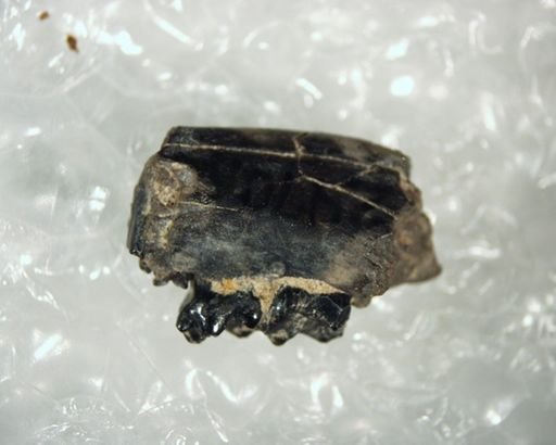 Tetonius?