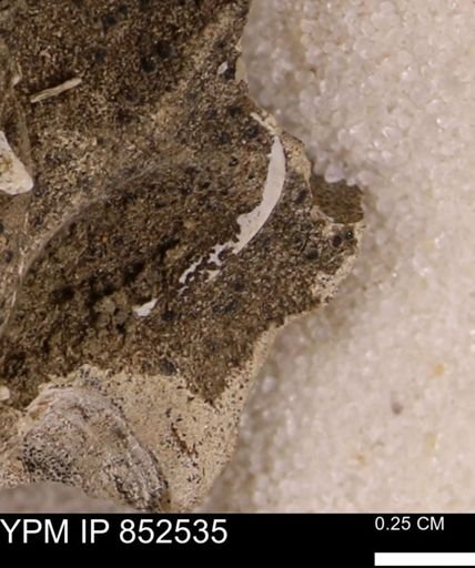 Limopsis striatopunctatus