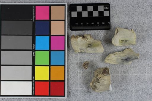 Protoceras cristatus